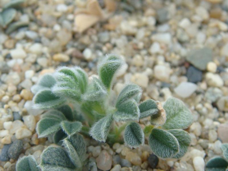 Petite plante inconnue qui pousse sur le sable.