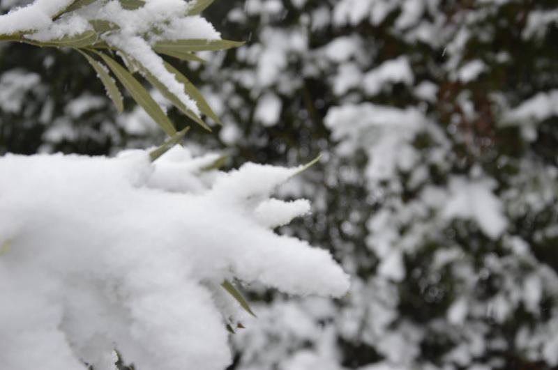 La Neige à Toulouse