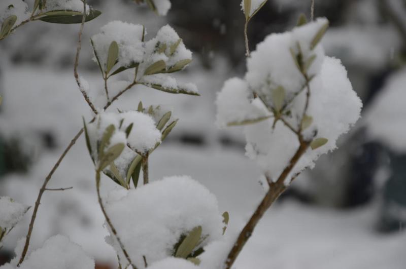 La Neige à Toulouse