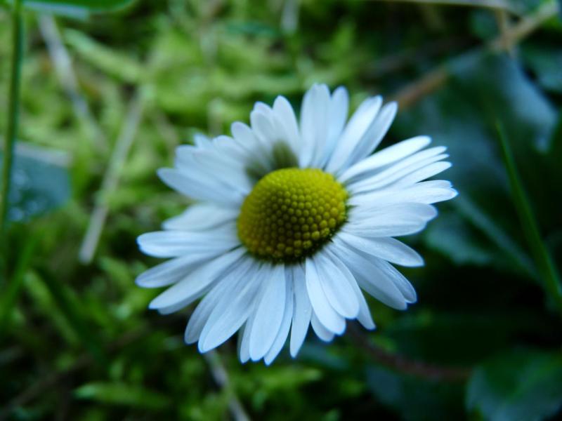 Marguerite macro